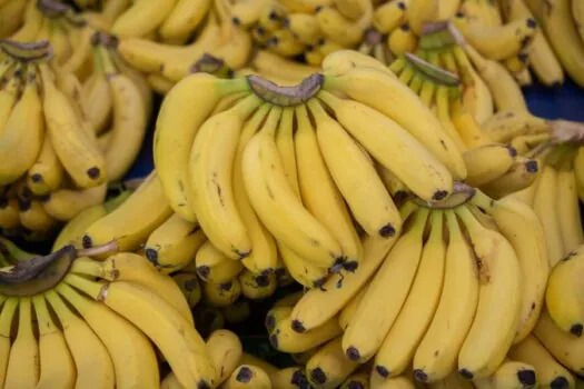 Dia da Banana: SP aposta no melhoramento genético e em medidas fitossanitárias