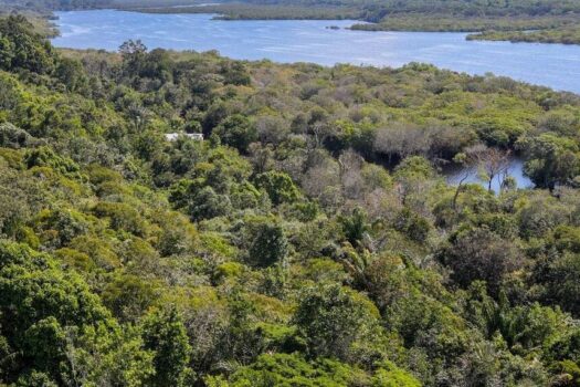 Amazônia ganha 1ª torre para medir gases do efeito estufa em floresta alagável