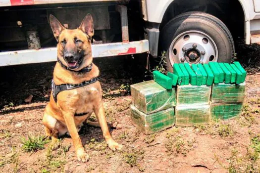 Cão farejador encontra maconha escondida em veículo no interior de SP