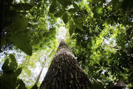 Brasil enxuga credenciais da sociedade civil para a COP29