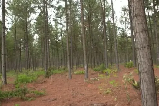 Floresta usada para fabricar lápis da Faber-Castell é atingida por incêndio