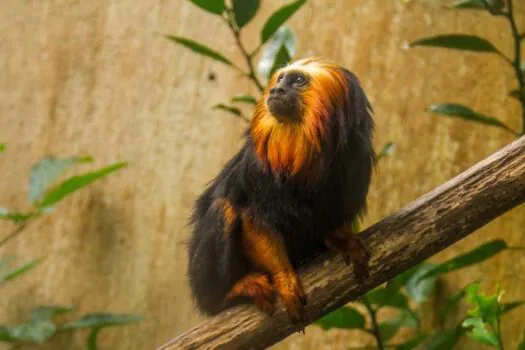 Zoo e Jardim Botânico de SP oferecem programação especial de educação ambiental