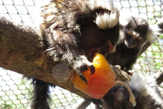 Animais silvestres ganham ‘picolé’ de frutas e banho de chuva artificial para enfrentar tempo seco