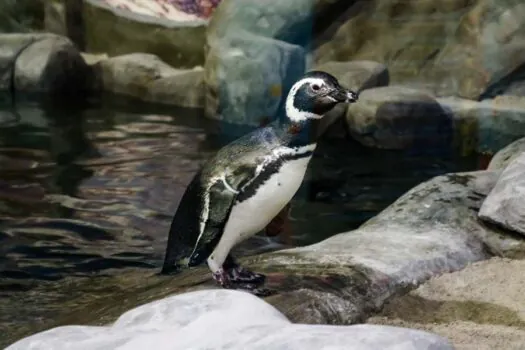 Estrela do filme “Meu amigo pinguim” mora no Zoo São Paulo