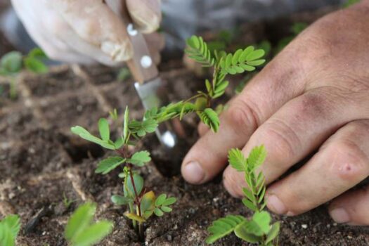 Governo lança plataforma Agro Brasil + Sustentável: revolução no setor agropecuário