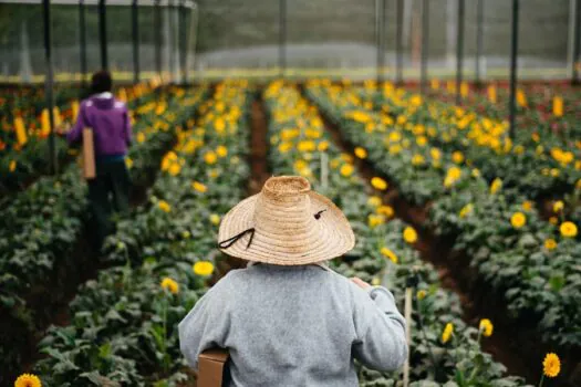 São Paulo celebra a primavera como maior produtor e exportador de flores do Brasil