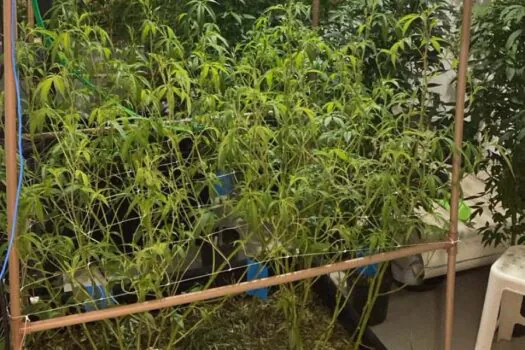 DIG encontra estufa de maconha no litoral de São Paulo