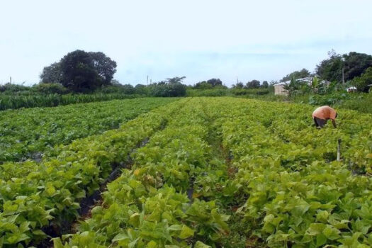 Editais do Incra oferecem 1.783 vagas para assentamento de famílias da reforma agrária