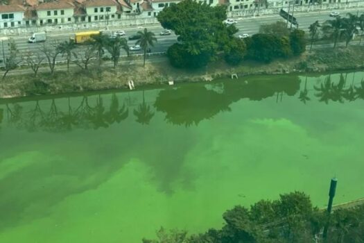 Proliferação de algas deixa rio Pinheiros verde mais uma vez em São Paulo