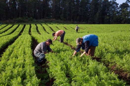 Governo Federal lança linha de microcrédito de R$ 300 milhões para agricultura familiar