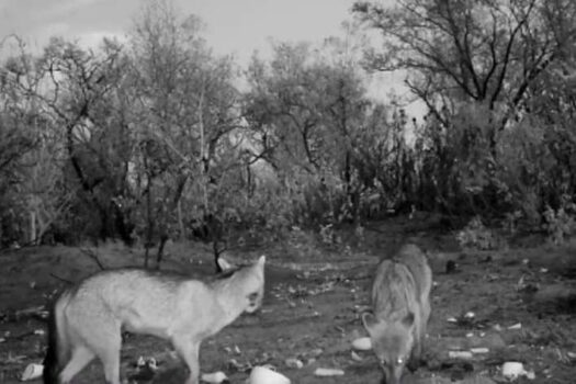 Animais silvestres afetados pelo fogo recebem cuidados especiais na Estação Ecológica Jataí