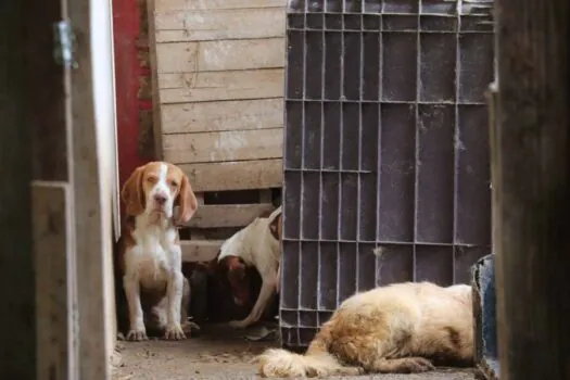 Equipe Ambiental de Ribeirão Pires já atuou em mais de mil casos de maus-tratos a animais