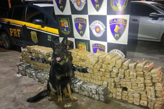 Cão da PM ajuda a encontrar meia tonelada de droga em caminhão em Embu das Artes