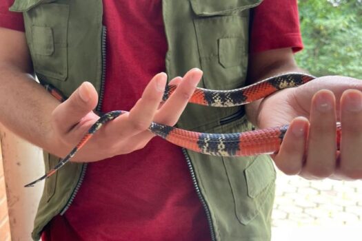 Biólogo resgata cobra coral em escola estadual do Eldorado