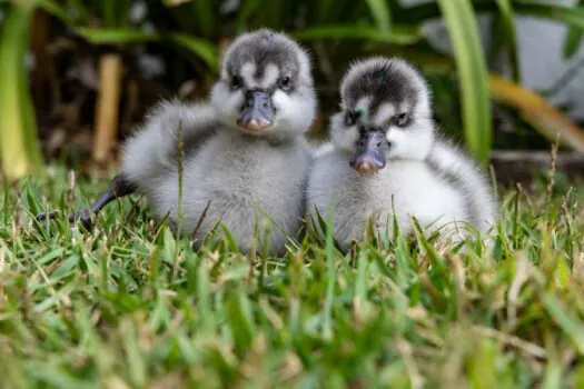 12 de Outubro: crianças até 12 anos têm entrada gratuita no Zoo SP e Jardim Botânico