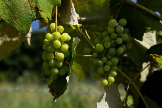 Arame na produção de uva: um segredo por trás da fruta mais tradicional do fim de ano