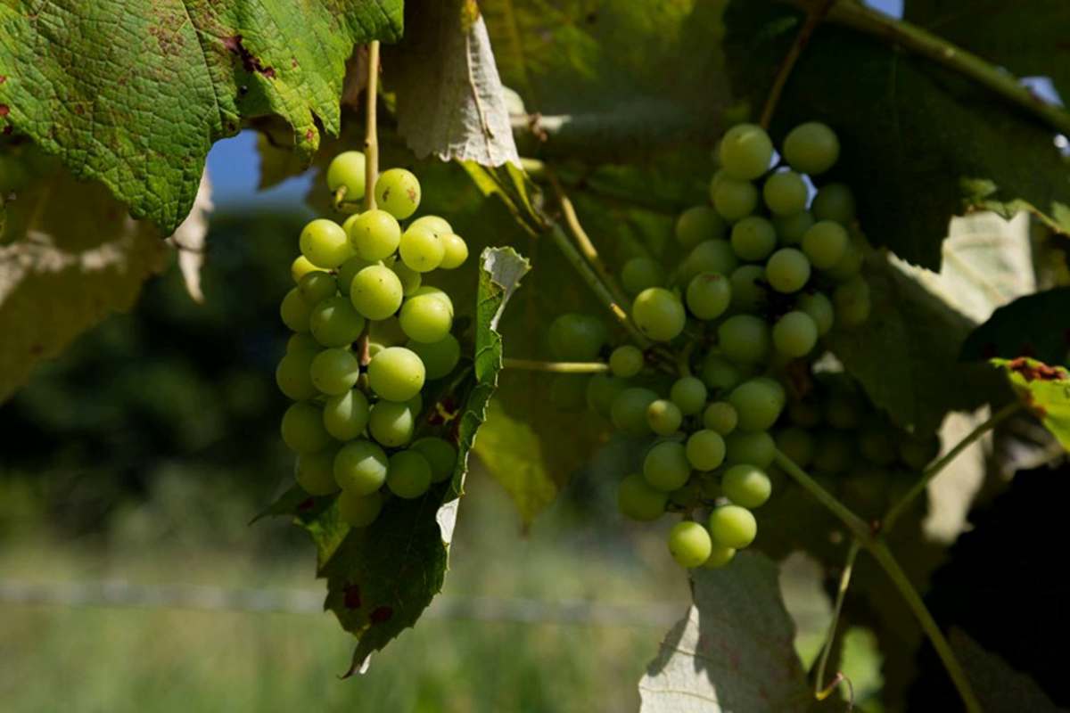 espirto-santo-pinhal-uvas