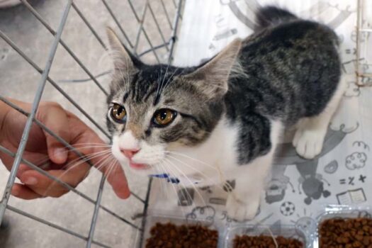 Ribeirão Pires realiza Feira de Adoção de Cães e Gatos neste sábado (26)