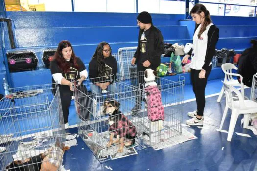 Colégio Singular promove a adoção de 12 pets em feira de adoção animal