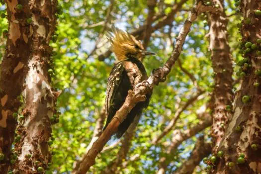 Urbia lança curso inédito que conecta pessoas com a avifauna do Parque Ibirapuera