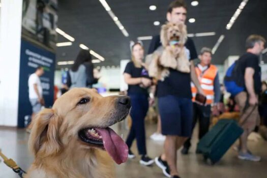 Governo Federal lança Plano de Transporte Aéreo de Animais