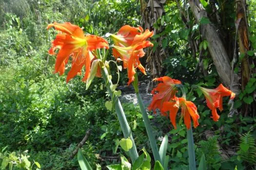 Expedição redescobre plantas consideradas extintas no Estado de SP