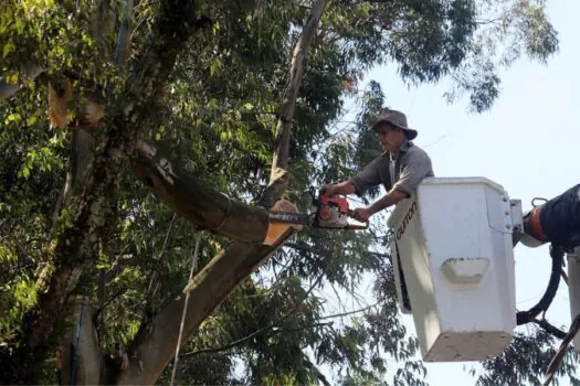 Diadema aumenta em 210% podas e cortes de árvores na atual gestão