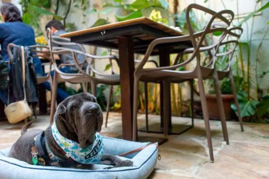 Melhores restaurantes Pet Friendly para curtir na São Paulo Restaurant Week