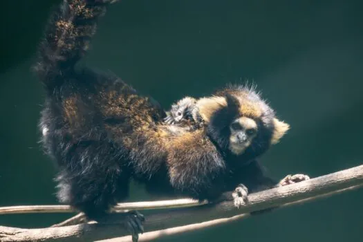 Zoo São Paulo celebra nascimento inédito de filhotes de sagui-da-serra-escuro, espécie ameaçada