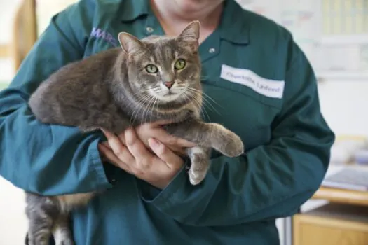 Cuidados para manter os pets saudáveis e livres da obesidade