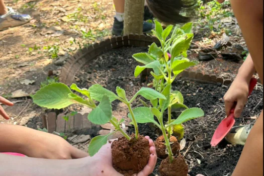 Horta Medicinal que imita formato do corpo humano ensina alunos sobre meio ambiente e saúde