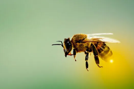 Agricultura regenerativa: uma estratégia para proteger as abelhas e garantir o futuro do planeta 