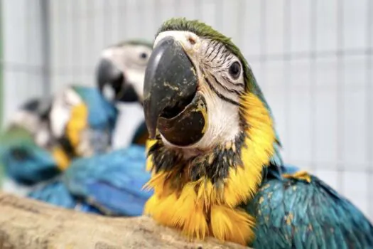 Centro de recuperação de animais silvestres em SP recebe 163 aves resgatadas do tráfico