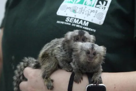 Saguis são resgatados e recebem cuidado e carinho no Orquidário de Santos