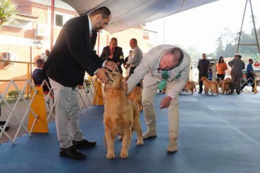 Exposição de Cães de Raça Pura promete movimentar Ribeirão Pires