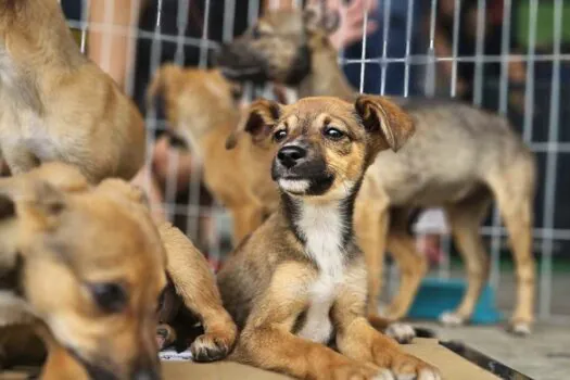 Ribeirão Pires promove Feira de Adoção de Cães e Gatos neste sábado (30)