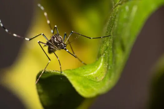 Dia D e ações de prevenção à dengue marcam semana estadual de combate ao Aedes