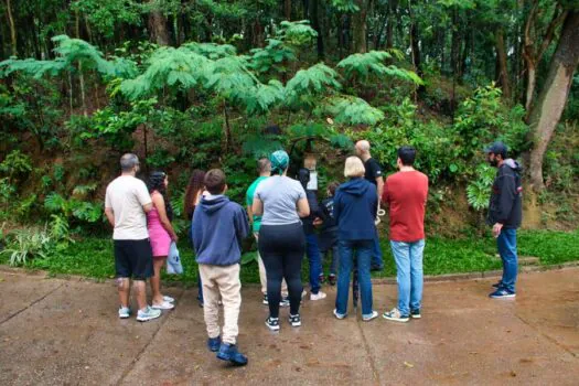 Projeto defensor das abelhas nativas faz encontro neste domingo em Diadema