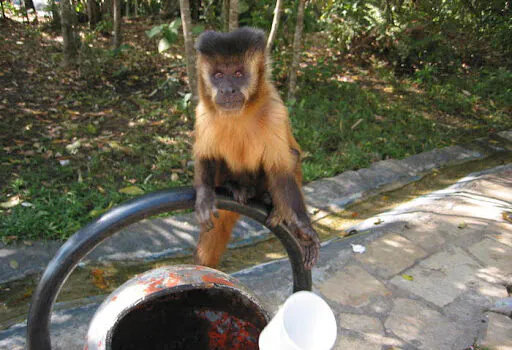 Interação e comida oferecida por visitantes ameaçam primatas do Parque Nacional de Brasília