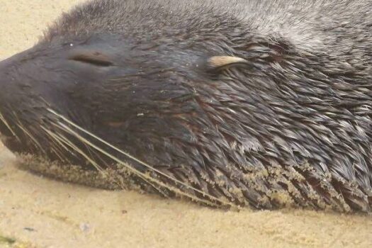 Lobo-marinho Joca retorna ao oceano após aparição em Ipanema