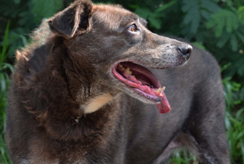 SP: Campanha “Adote um bom velhinho” incentiva adoção de animais idosos