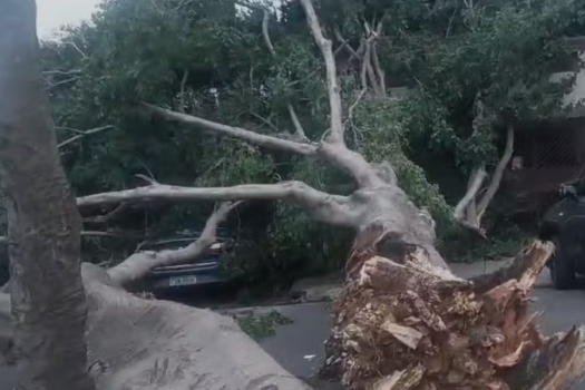 Árvore desaba sobre casa e carro em SP durante tempestade