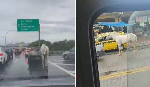 Cavalo é arrastado por carro no Rio de Janeiro