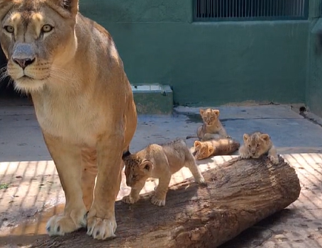 Quatro filhotes de leão nascem no Zoo São Paulo