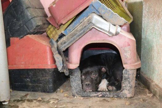 Equipe de Bem-Estar Animal de Ribeirão Pires resgata mais de 1.100 animais em 2024