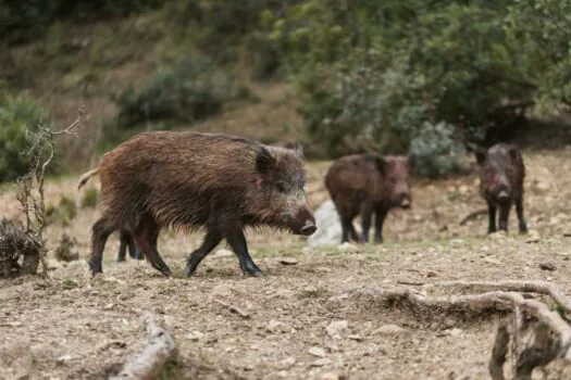 Brasil enfrenta invasão de Javali-europeu: medidas urgentes para proteger a biodiversidade