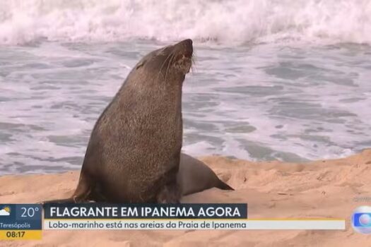 Lobo-Marinho Joca Deixa a Praia de Ipanema