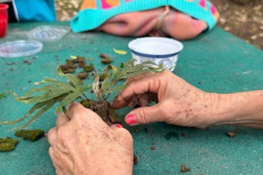 Parque Ibirapuera encerra agenda de atividades socioambientais de 2024 com oficina de terrário