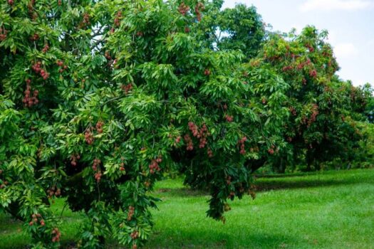 Turismo rural: temporada de lichias no Parque Maeda começa no dia 20 de dezembro