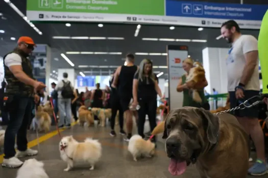 Confira como transportar seu pet de forma segura e confortável em voos